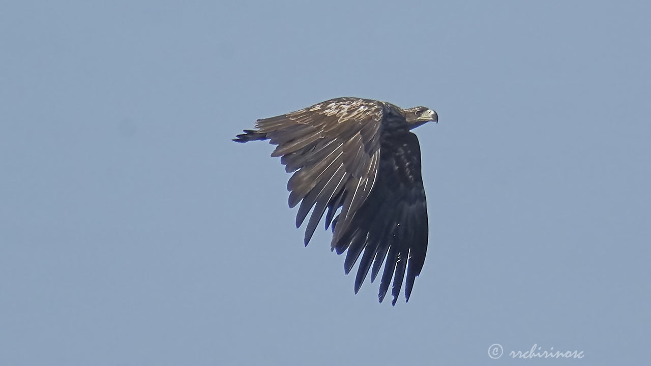 White-tailed eagle